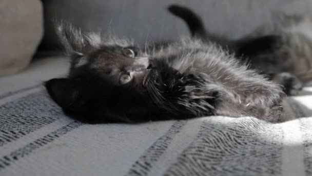 小さなふわふわの子猫はソファーで寝ている 黒と白と発見されたシール1か2ヶ月 高品質の4K映像 — ストック動画
