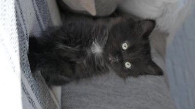Küçük siyah bir kedi yavrusu, namlu ağzı çerçeveye yakından bakıyor. Kanepede sevimli bir hayvan var. Dikey video. KEDİ 1 veya 2 AY Yüksek kaliteli 4K görüntü