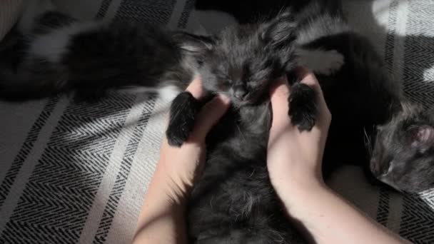 Egy Kis Fekete Cica Szájkosár Közelkép Belenéz Keret Alszik Édesen — Stock videók