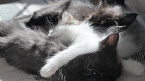 Kleine Flauschige Kätzchen Schlafen Kuschelig Auf Dem Sofa Schwarz Weiß — Stockvideo