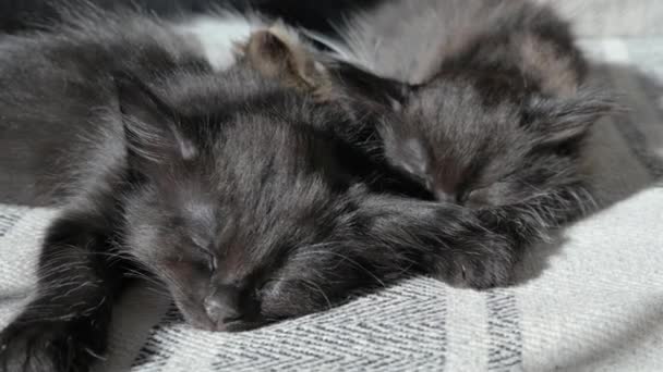 Kleine Flauschige Kätzchen Schlafen Kuschelig Auf Dem Sofa Schwarz Weiß — Stockvideo