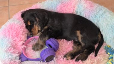 Sevimli İngiliz Cocker Spaniel Puppy Kulaklıkla Uyuyor Cozy Pet Anı. İngiliz Cocker Spaniel köpek yavrusunun tüylü bir yatakta kulaklıkla uyuduğunu gösteren iç açıcı bir görüntü.. 