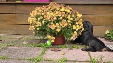 Neşeli İngiliz Cocker Spaniel Puppy Açık Hava Çiçekleri ile Bahçeyi Keşfediyor. Canlı bir saksının yanındaki bahçede oynayan İngiliz Cocker Spaniel köpeğinin büyüleyici videosu. sosyal medya 
