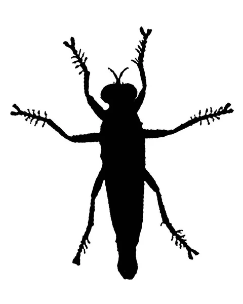 トップ表示空飛ぶ昆虫のシルエット孤立図面 — ストック写真