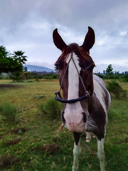 田舎のフィールド環境で無料馬 Maldonado Uruguay — ストック写真