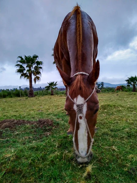 田舎のフィールド環境 Maldonado Uruguayで草を食べる馬 — ストック写真