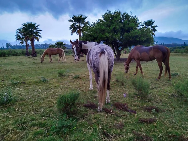 Heste Fri Landet Felt Miljø Maldonado Uruguay - Stock-foto