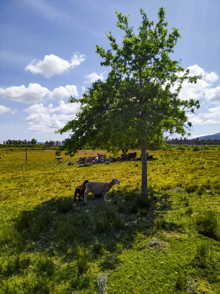 Σμήνη Προβάτων Στη Σκιά Του Δέντρου Maldonado Uruguay — Φωτογραφία Αρχείου