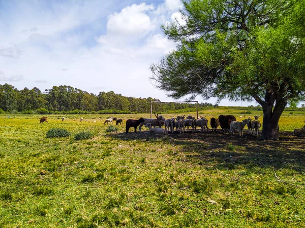 Troupeau Moutons Ombre Arbre Maldonado Uruguay — Photo