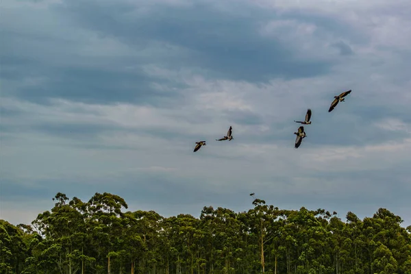 Tieffliegerschuss Drei Vögel Fliegen Über Stürmischen Bewölkten Himmel — Stockfoto