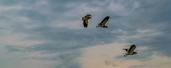 Низкий Угол Выстрела Три Птицы Летят Над Бурным Облачным Небом — стоковое фото