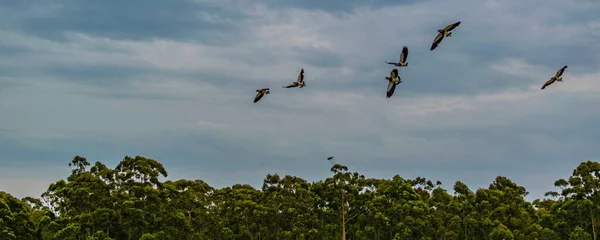 Низький Кут Пострілу Трьох Птахів Літають Над Штормовим Хмарним Небом — стокове фото