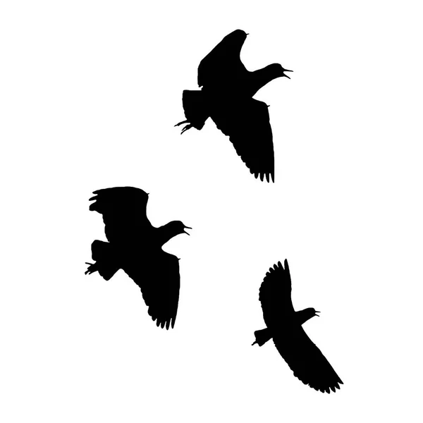 Bajo Ángulo Disparó Tres Pájaros Volando Gráfico Aislado —  Fotos de Stock