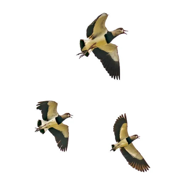 低角度で3羽の鳥が孤立した写真を飛んで撮影 — ストック写真