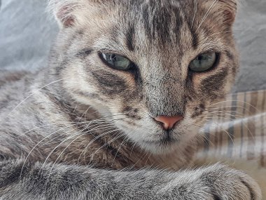 Front view close up grey kitten watching at camera