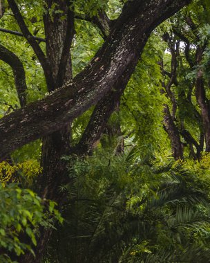 Big trees at elegant high class parque belgrano neighborhood, buenos aires, argentina