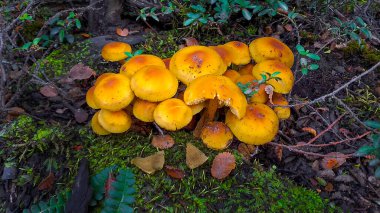Üst Manzara Patagonya Ormanı, Uhuaia, Tierra del Fuego, Arjantin 'de portakal mantarları vurdu.