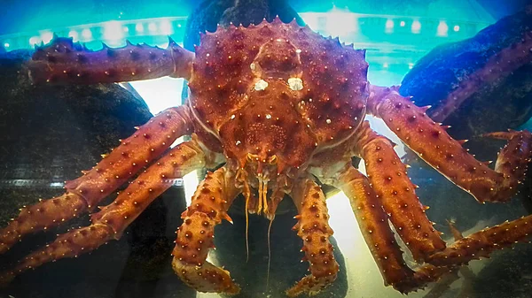Live King Crabs Traditional Restaurant Ushuaia City Tierra Del Fuego — Stock Photo, Image