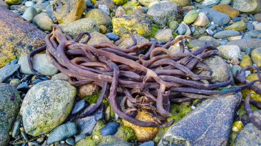 Denizin dibindeki deniz yosunları gelgitte, tierra del fuego, Arjantin