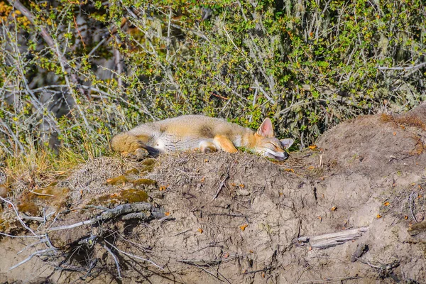 Fox Dormindo Topo Pequena Colina Ponto Vista Lago Fagnano Ushuaia — Fotografia de Stock