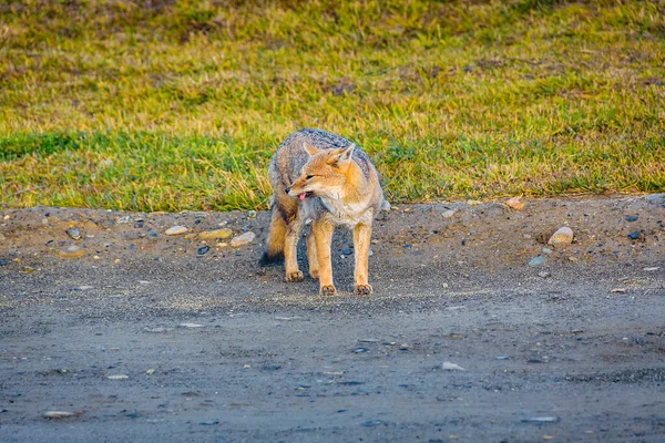 Fox Patrząc Posiłek Nad Jeziorem Fagnano Punkt Widzenia Ushuaia Tierra — Zdjęcie stockowe
