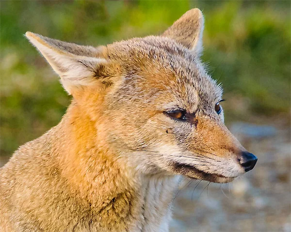 Fox Środkowy Portret Fagnano Jezioro Punkt Widzenia Ushuaia Tierra Del — Zdjęcie stockowe