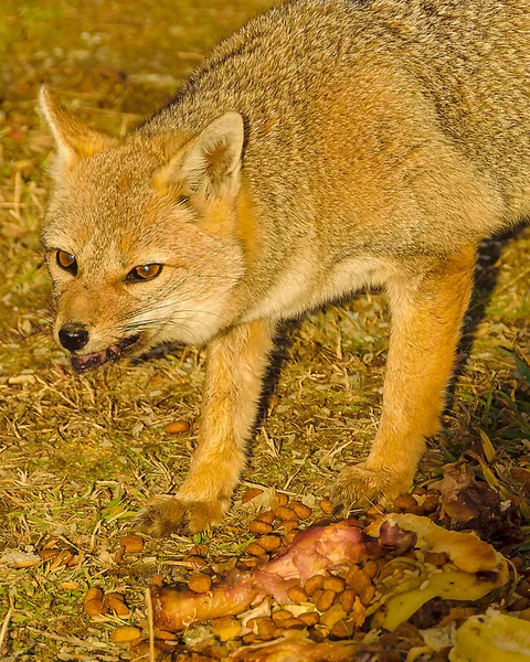 Fox Gniewnym Wyrazem Twarzy Dbanie Swoje Jedzenie Fagnano Jezioro Punkt — Zdjęcie stockowe