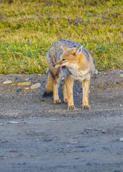 Fox Observando Para Comida Mirador Lago Fagnano Ushuaia Tierra Del —  Fotos de Stock