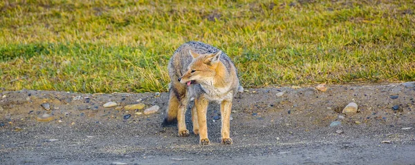 Fox Patrząc Posiłek Nad Jeziorem Fagnano Punkt Widzenia Ushuaia Tierra — Zdjęcie stockowe