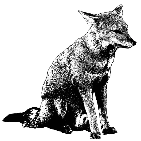 Fox Sedí Zemi Izolované Bílé Pozadí Fotografie — Stock fotografie