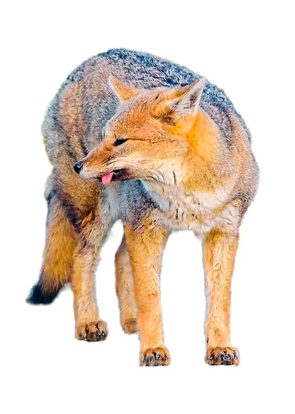狐狸孤零零地站在白色背景照片上 — 图库照片
