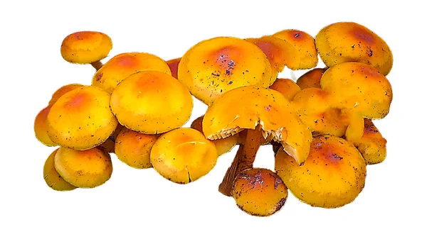 Draufsicht Erschossen Orange Pilze Isoliert Auf Weißem Hintergrund Foto — Stockfoto