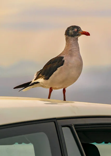 Vogel Auf Dem Autodach Biegle Channel Ushuaia Bay Tierra Del — Stockfoto