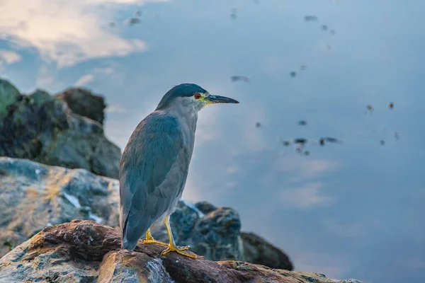 胆道の境界にある鳥 Ushuaia湾 Tierra Del Fuego Argentina — ストック写真