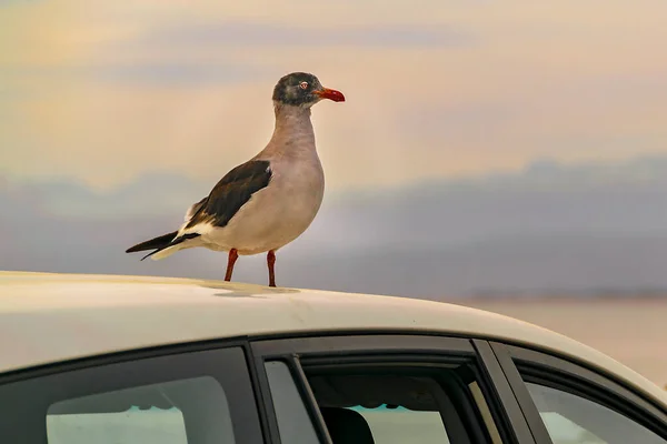 Vogel Auf Dem Autodach Biegle Channel Ushuaia Bay Tierra Del — Stockfoto