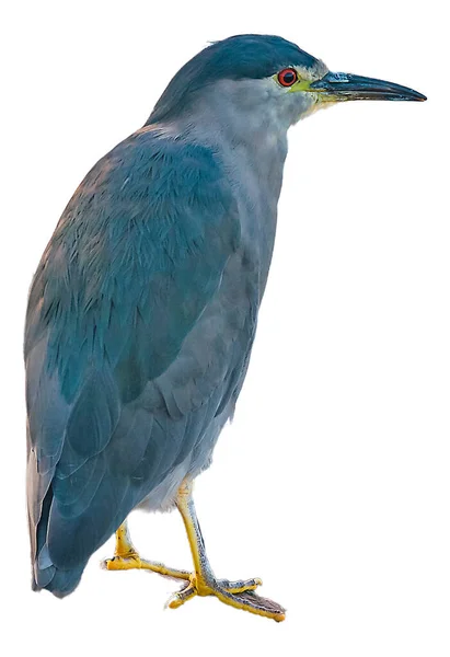 Vista Lateral Pássaro Azul Isolado Contra Fundo Branco — Fotografia de Stock