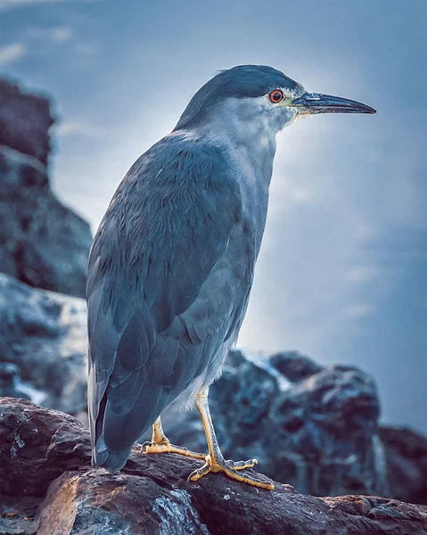 Птахи Межі Каналу Біґле Затока Ушуайа Tierra Del Fuego Argentina — стокове фото