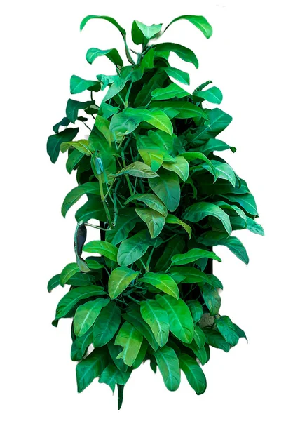Přední Pohled Izolované Tropické Rostliny Bílém Pozadí — Stock fotografie
