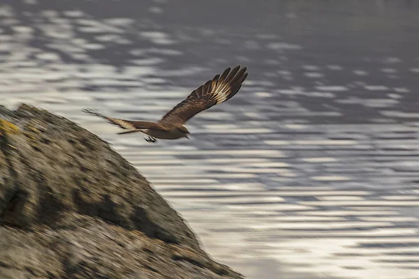Καφέ Αετός Πετούν Πάνω Από Ποτάμι Tierra Del Fuego Εθνικό — Φωτογραφία Αρχείου