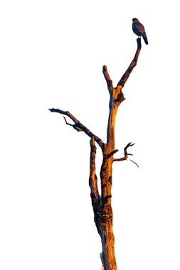 Ağacın tepesinde duran izole edilmiş siyah kuş. Beyaz arka plan fotoğrafı.