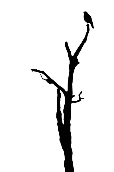 Vereinzelte Schwarze Vogel Steht Oben Auf Baum Weißen Hintergrund Grafik — Stockfoto