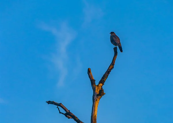 Schwarzer Vogel Der Oben Auf Dem Baum Steht Laguna Esmeralda — Stockfoto