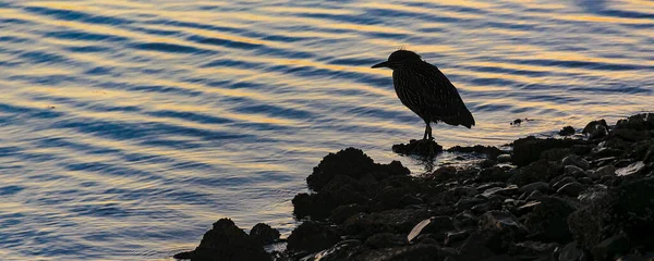 Kleiner Vogel Der Grenze Von Bucht Uhuaia Feuerland Argentinien — Stockfoto