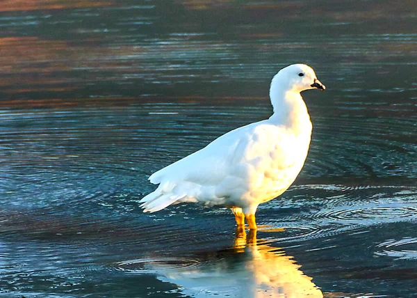 Білий Птах Стоїть Кордоні Затоки Ушуайя Вогняна Земля Аргентина — стокове фото