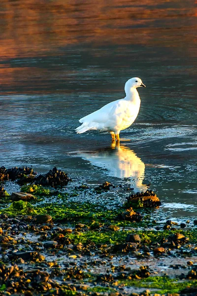 ウスアイア湾の境界に立つ白い鳥 ティエラ フエゴ Argentina — ストック写真
