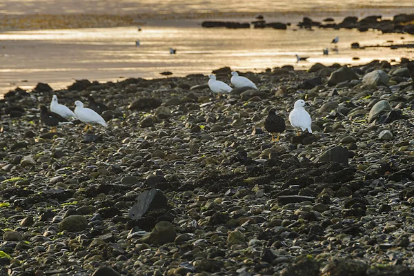Grupo Aves Blancas Pie Suelo Rocoso Cerca Bahía Ushuaia Tierra —  Fotos de Stock