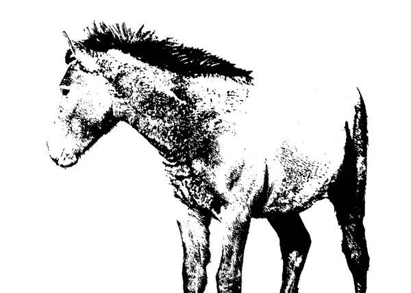 Wild Young Horse Side View Shot Isolé Noir Blanc Graphique — Photo