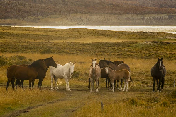 Cavalos Selvagens Paisagem Patagônia Capa San Pablo Tierra Del Fuego — Fotografia de Stock