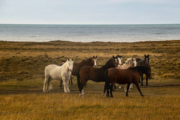 Vilde Heste Patagonien Landskab San Pablo Kappe Tierra Del Fuego - Stock-foto