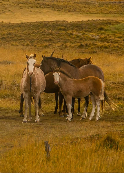 Vilde Heste Patagonien Landskab San Pablo Kappe Tierra Del Fuego - Stock-foto